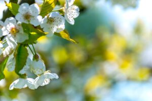 hanging White blossom 