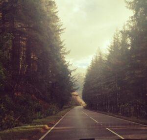 day light shinning on the road tall trees on both sides 