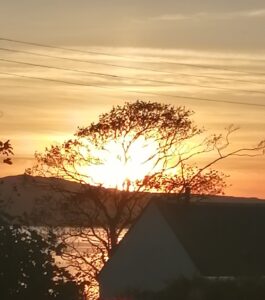 sun set on sea loch through a tree