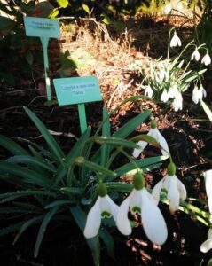 snowdrops with sunshine cascading onto them 