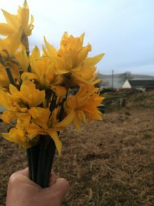 cut daffodils held towards the sky 