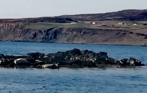 seals on an land