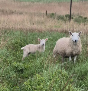 Ewe and her lamb looking into the camera while stood on fresh grass