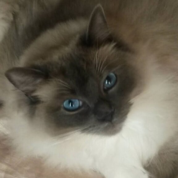 20140402_121308 Photo of Jane's pet cat