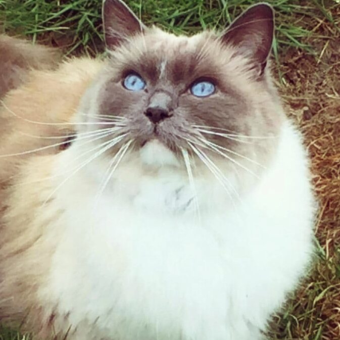 Jane Taylor - bailey the cat Jane Taylor - bailey the cat