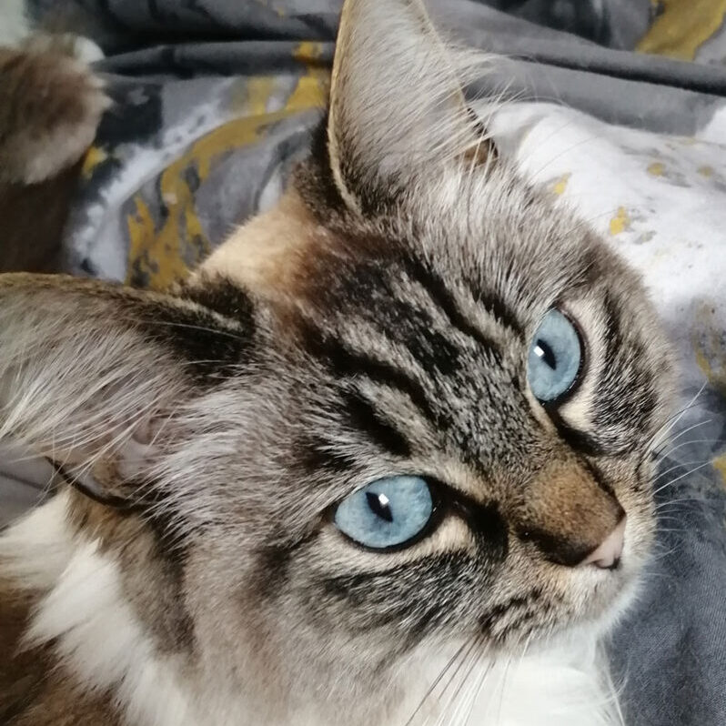 Jane-Taylor---tia-the-cat Jane-Taylor---tia-the-cat