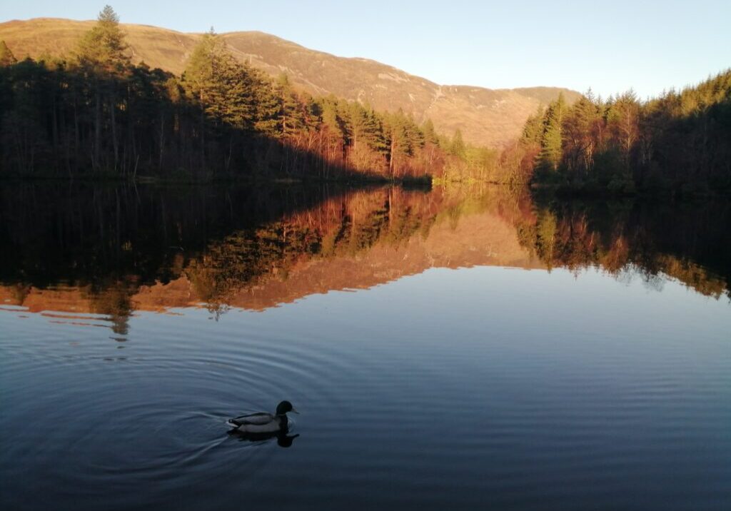 glencoe duck