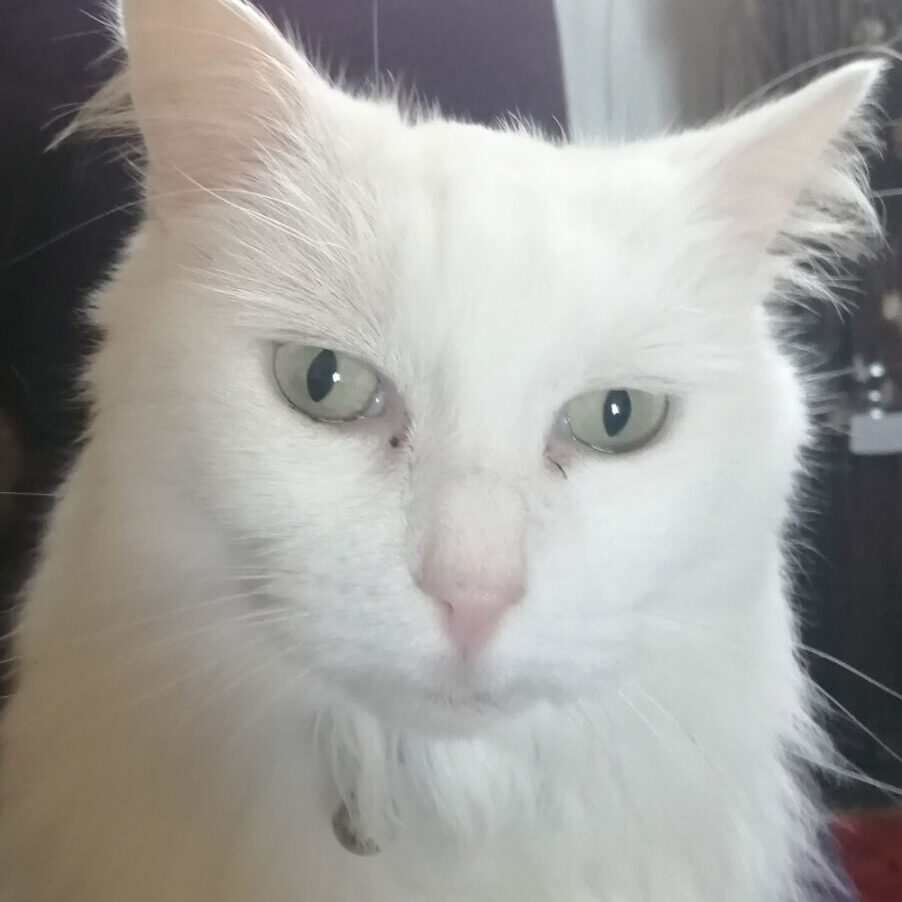 jane-taylor---photo-of-suki-the-cat2 jane-taylor---photo-of-suki-the-cat